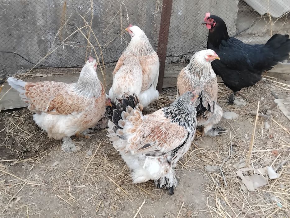 Тауықтар сатылады