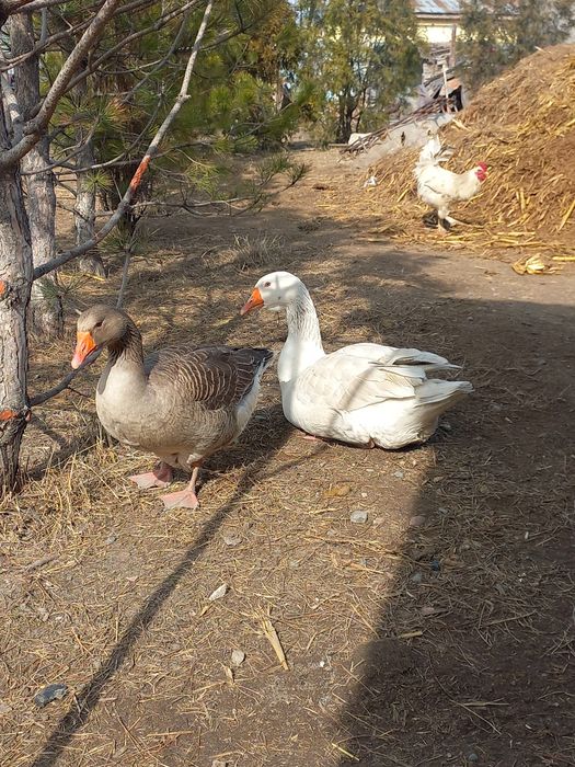 Гусиные  яйца  сатылады