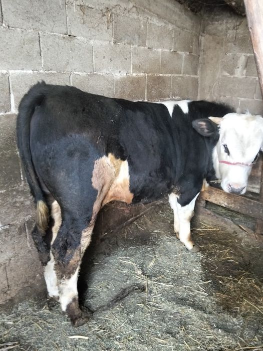 Vând taur bălțat german