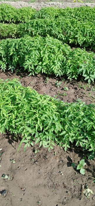 Продам рассаду помидор