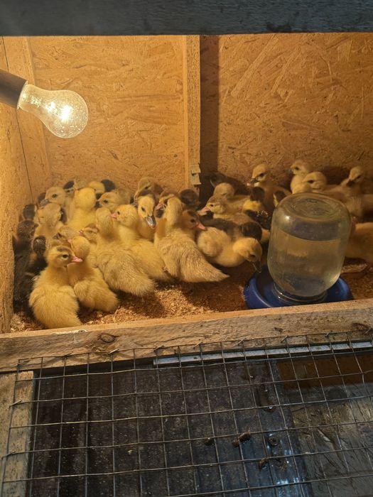 Индоутята индоутки утята