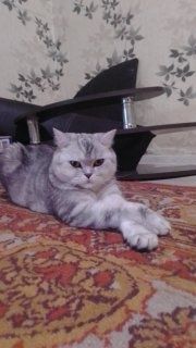 Отдам породистого кота.