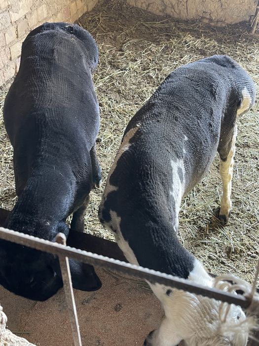 Арзон қочқорла бор