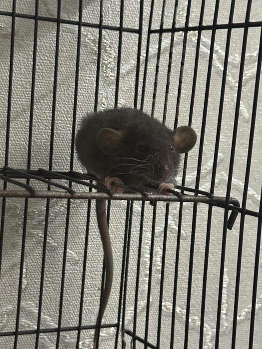 Продаю крысят Дамбо