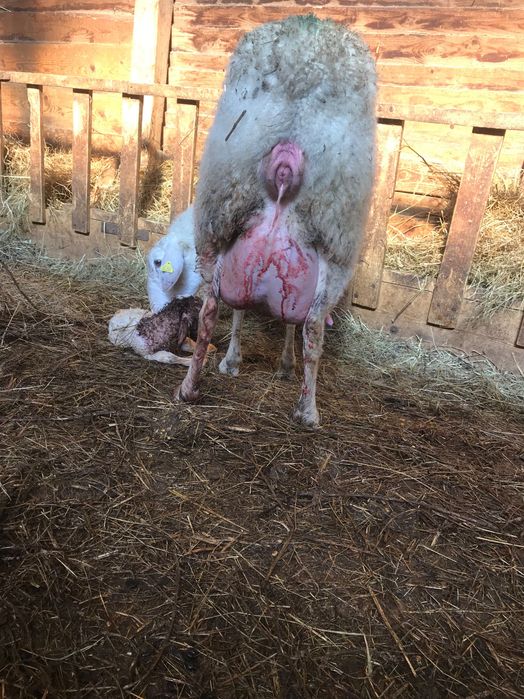 Mielute Assaf de vamzarw