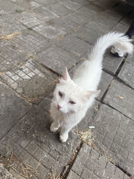 Коте за осиновяване