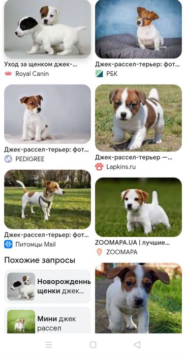 Осындай итер асырап алам керек емес болса