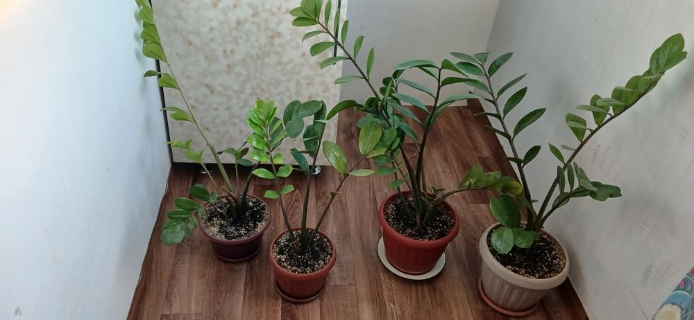 Бу цена договорная