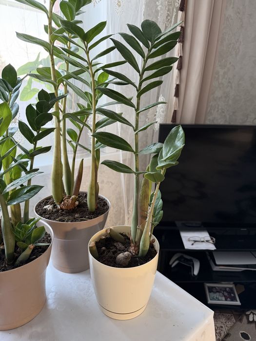 Продам замиокулькас долларовое дерево