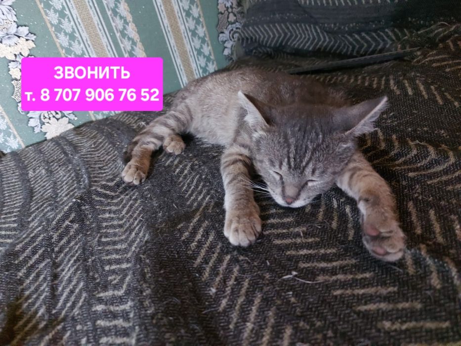 Котёнок мальчик 3 мес