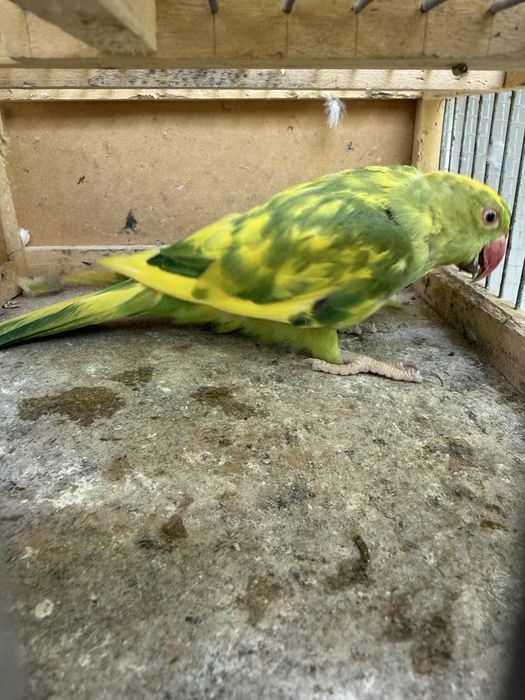 Papagali Micul Alexandru verde pied femela