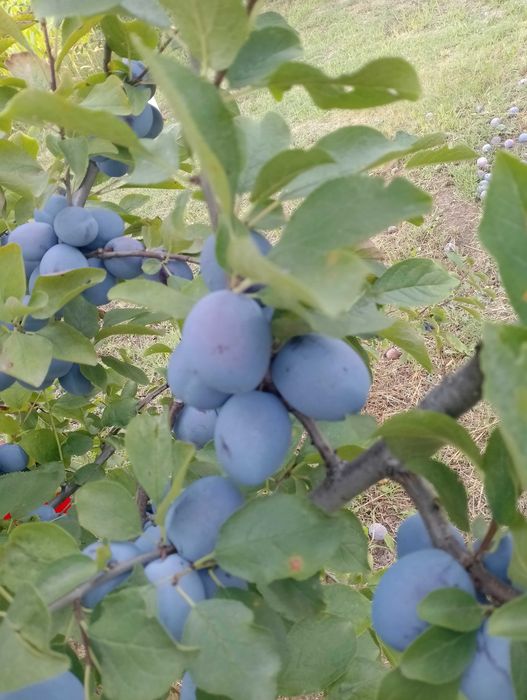 Prune de masa de vânzare