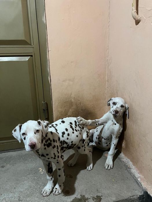 Далматинец күшіктер сатылады