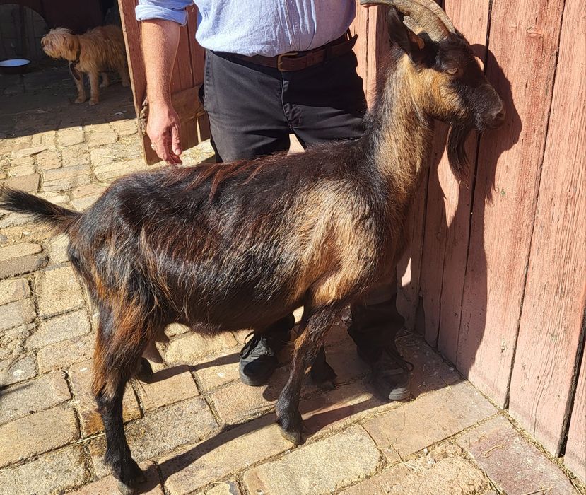 3 Capre metis pret negociabil