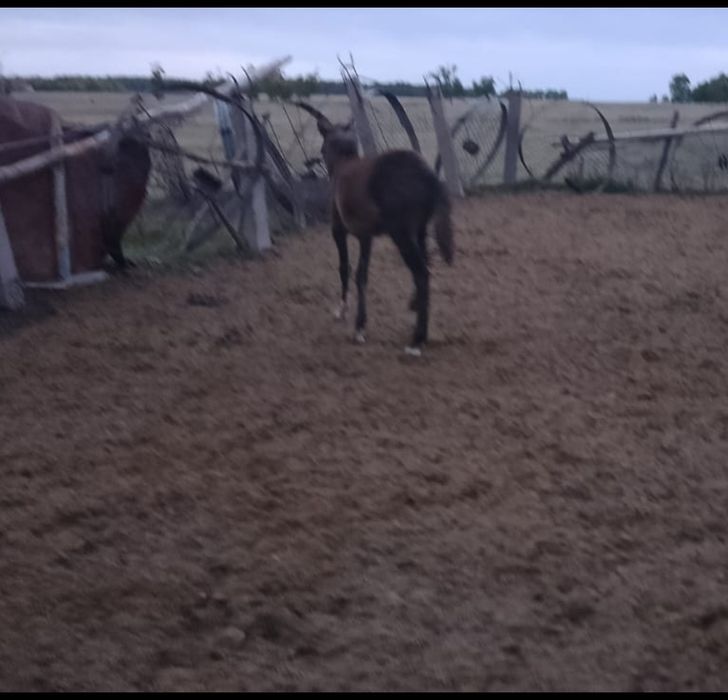 Срочно продам Кобылу с жеребёнком