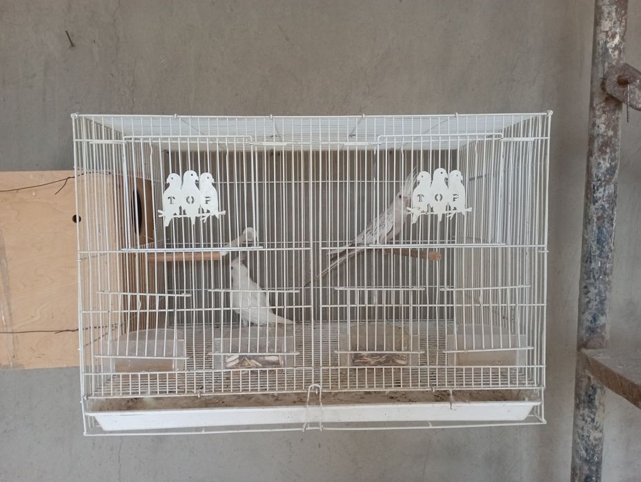 Сотилади карелла дубайский