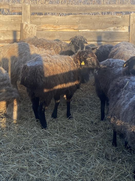 Продам қошқар 1 жылдық