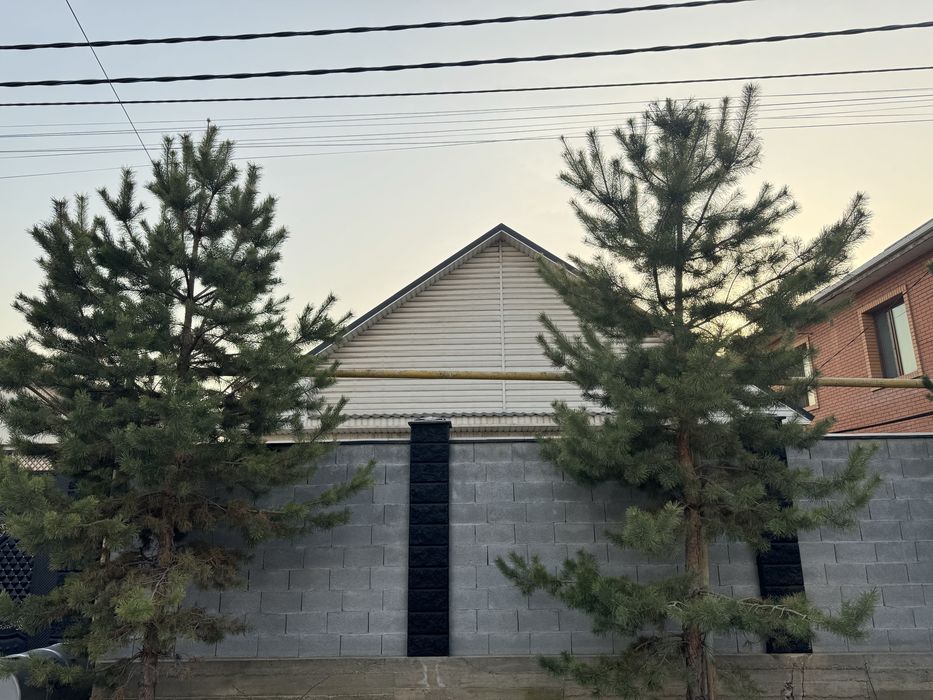 Елка сосна, ёлка сосна