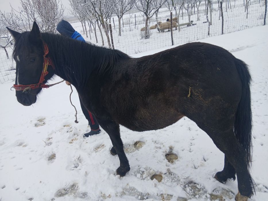 Vând manză de 3 ani,culoare neagră, gestantă