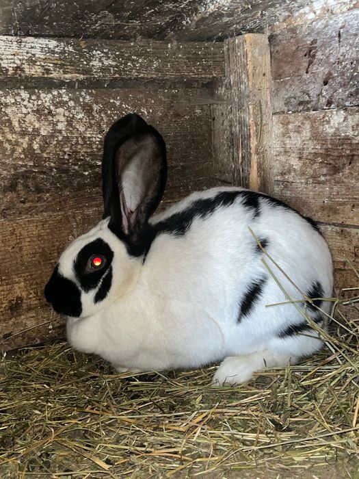 Vand iepure- femela fluture german