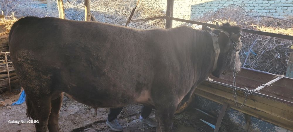 Buqa Sotiladi Vobkent