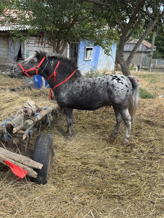Vând ponei appaloosa mascul de 7 ani !!