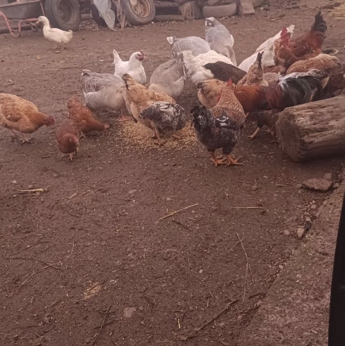 Păsări de curte diverse