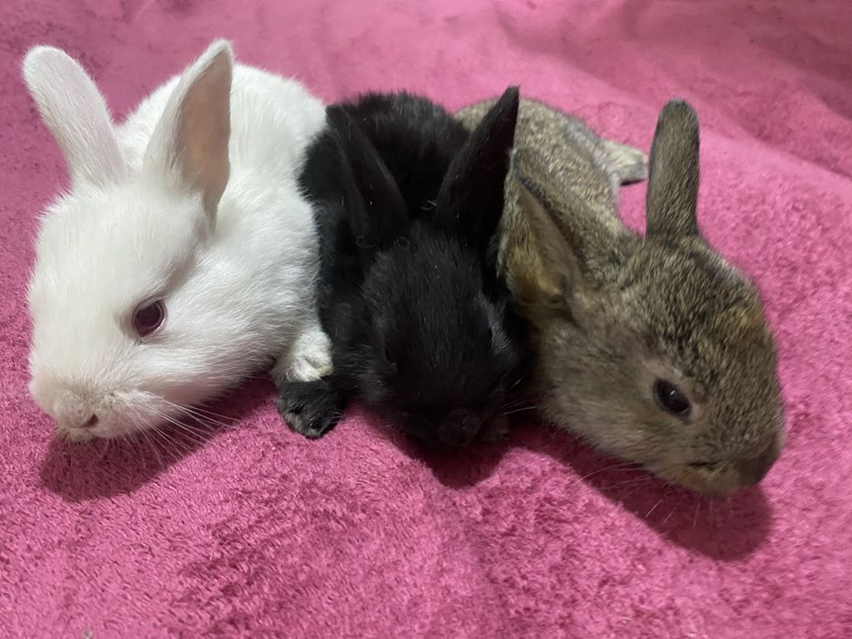 Кролики от 2тыс.