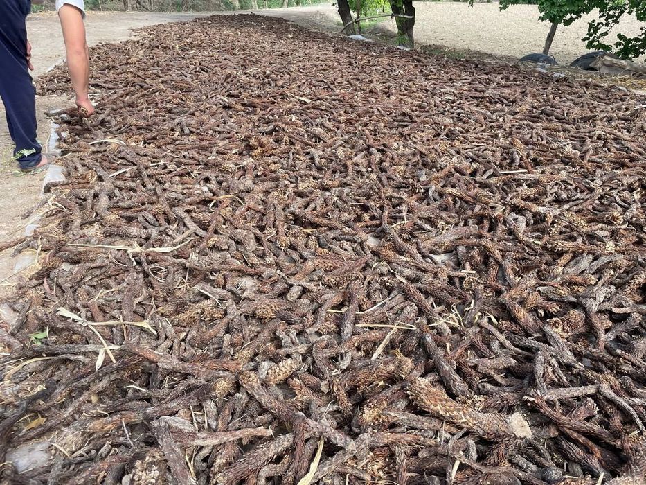 Цистанхе. Сотилади.