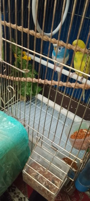 Продам папугаей хороший девушка и мальчик