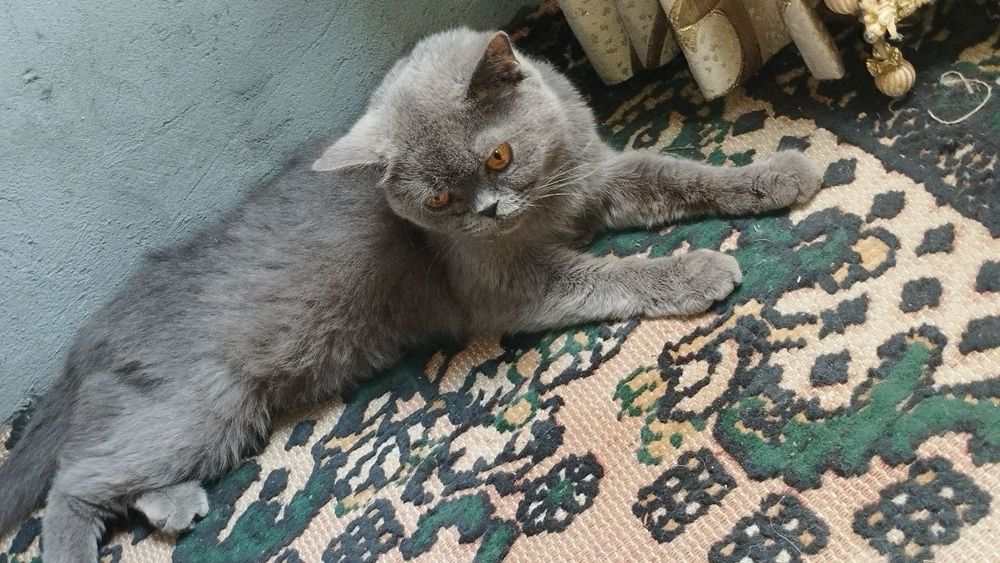продаётся британская кошка