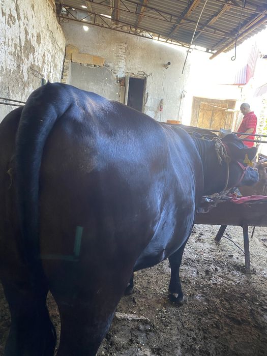 Bugoz ġunojin angus