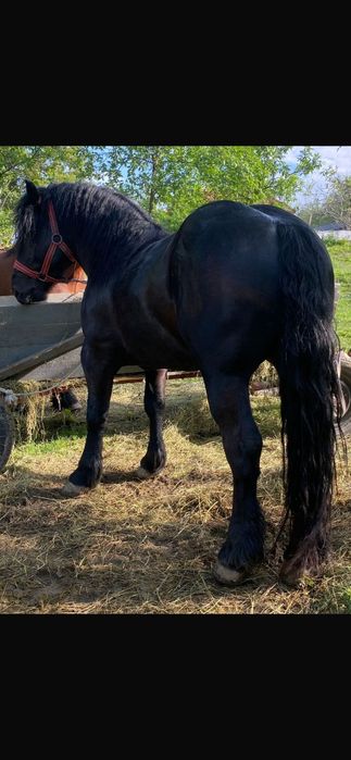 ‼️Iapă murgă 6 ani si armăsar negru 4 ani PRET FIX 3000 euro bucata‼️