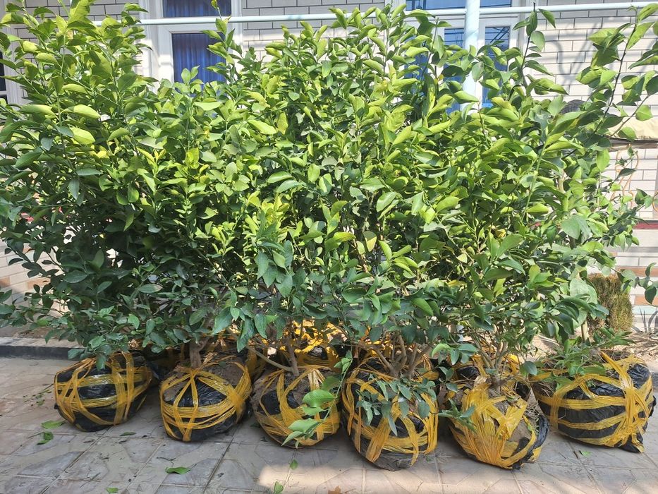 Лимон кучатлар гарантия 199%