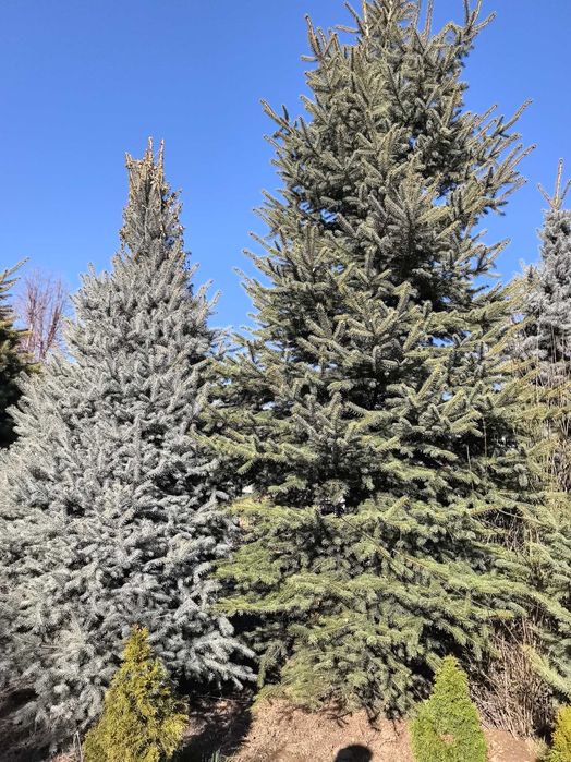 Продам елки и туи