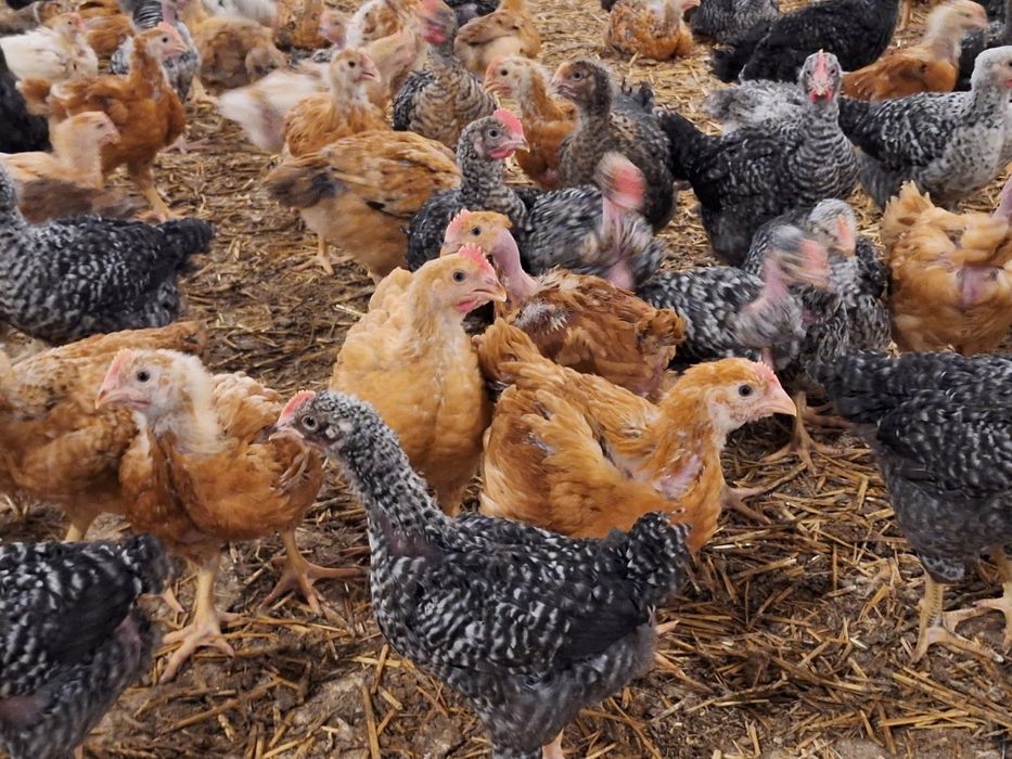 Ferma de pui vacareni