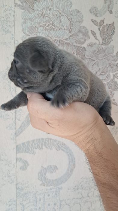 Французский бульдог голубого окраса