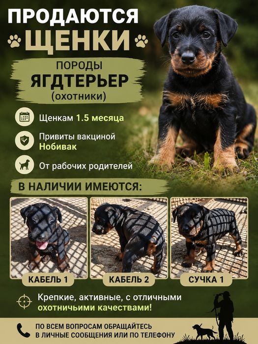 Щенки породы ягдетерьер