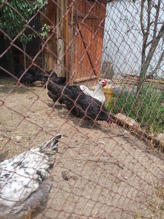 Продаю петухи джерси