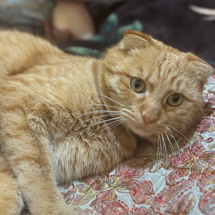 Aqilli mushug zotdor erkak