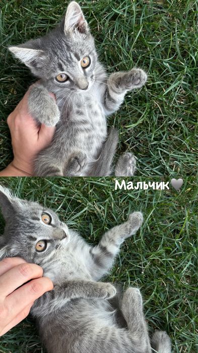 Котята в добрые руки