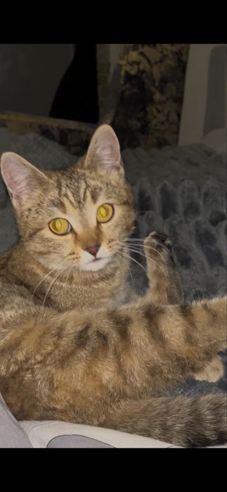 Отдам кошку в хорошие руки