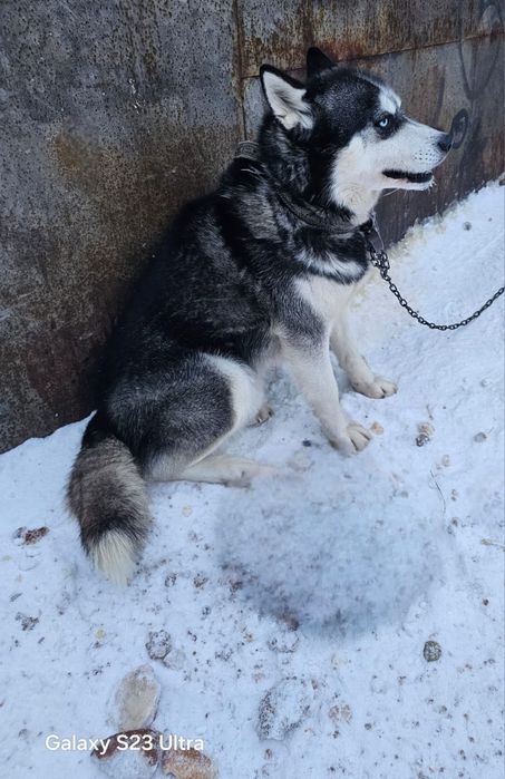 Срочно вязка кобель хаски