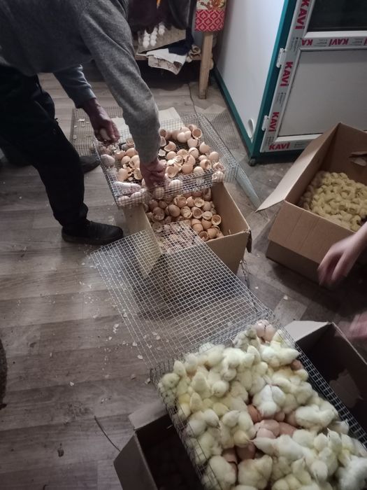 Продам бройлер суточные