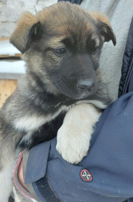 Отдам щенков, девочки.