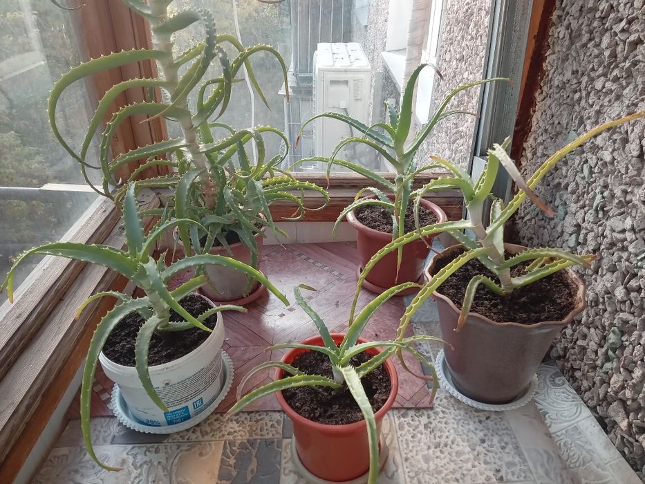 Продам лечебный алое
