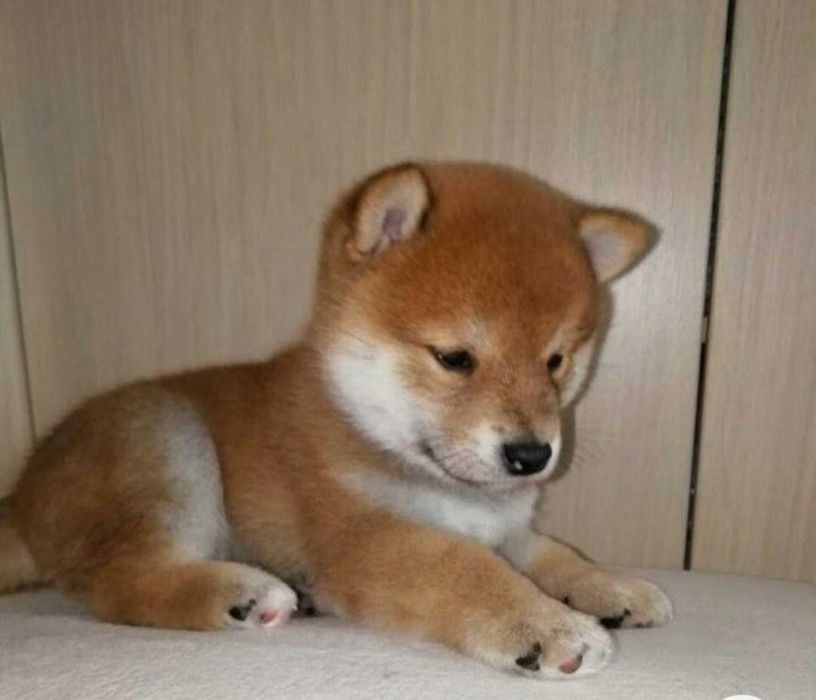 Shiba Inu roscat,in varsta de 2 luni,disponibil,absolut superb