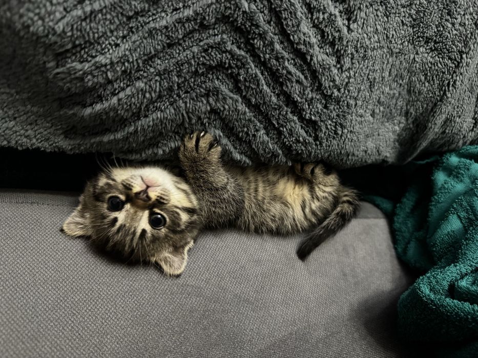 Котенок 3 месяца мальчик