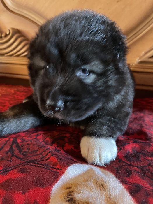 Щенки кавказской овчарки