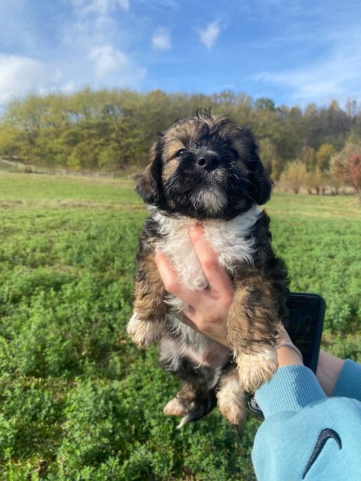 Cățeluși pentru adopție responsabilă!